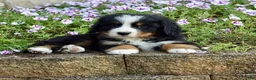 Bernese Mountain Dog dogs for sale: Mr. Barkley - Ad 3