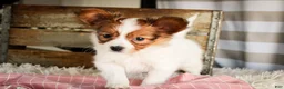 Papillon dogs for sale: Gwennie - Ad 7