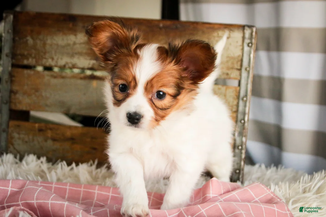 Papillon dogs for sale: Gwennie - Ad 7