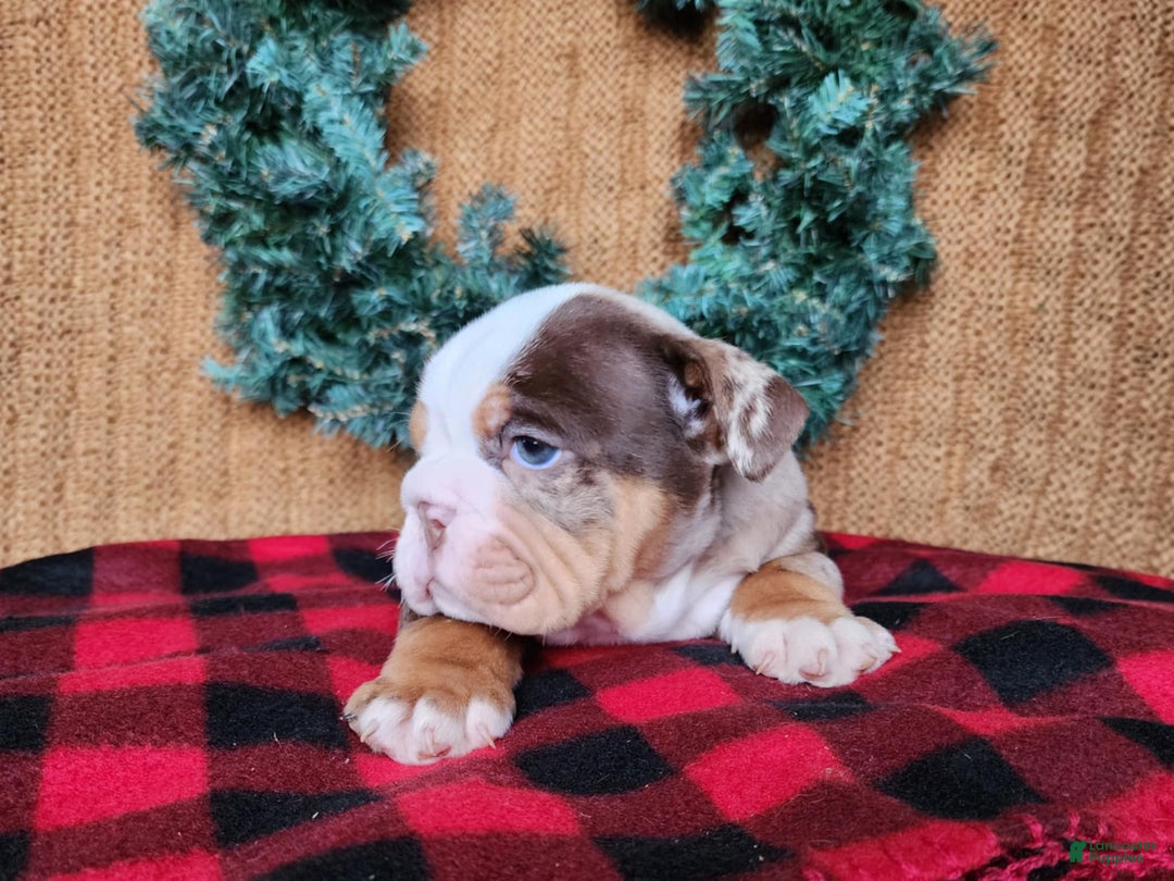 English Bulldog dogs for sale: Forrest - Ad 15