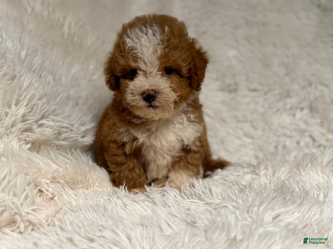Toy Poodle dogs for sale: Ivana - Ad 1
