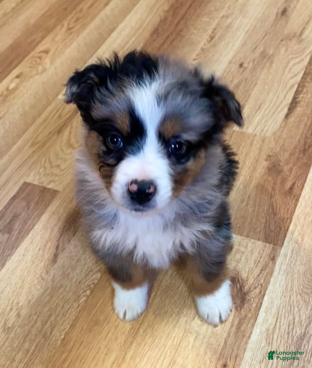 Australian Shepherd dogs for sale: Jackson - Ad 1