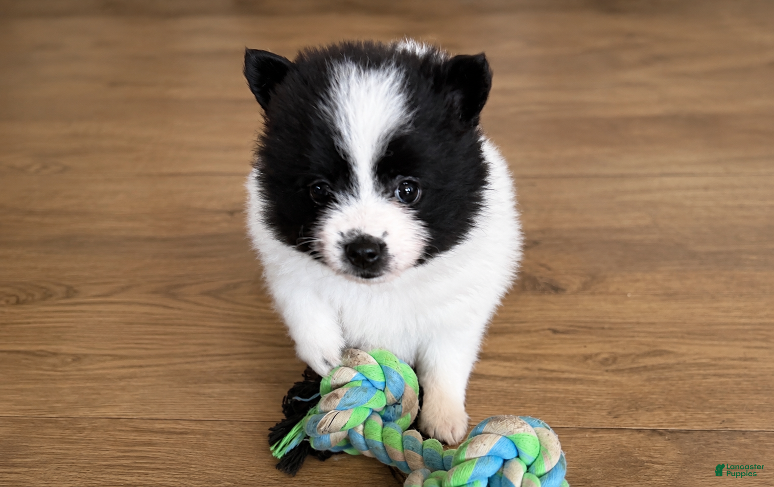 Pomeranian dogs Leelo - Ad 7