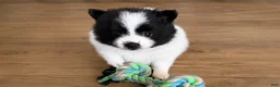 Pomeranian dogs for sale: Leelo - Ad 1