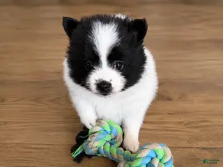 Pomeranian dogs Leelo - Ad 7