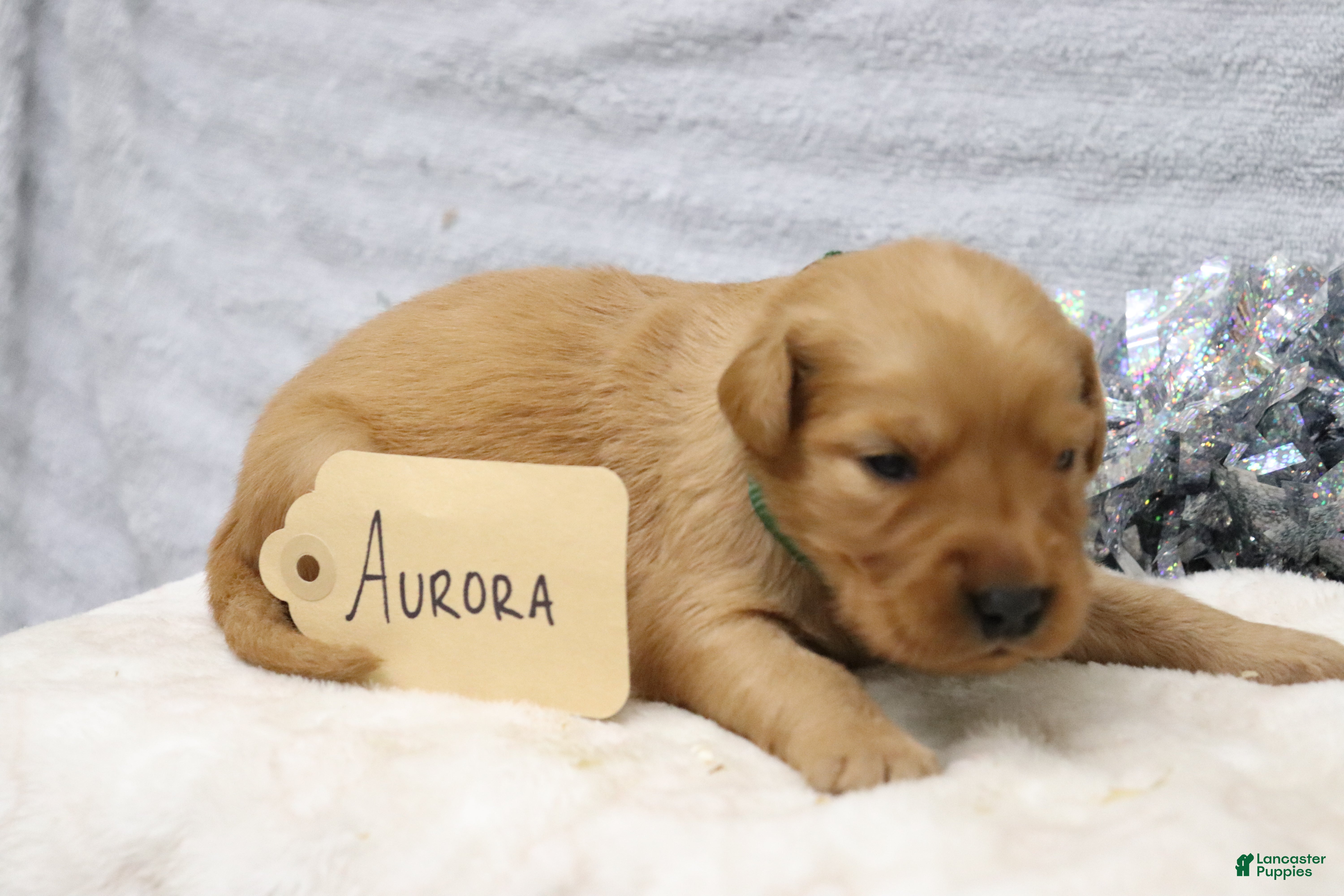Golden Retriever dogs for sale: Aurora - Ad 1