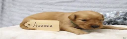 Golden Retriever dogs for sale: Aurora - Ad 1