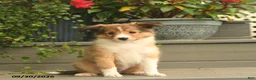 Shetland Sheepdog dogs for sale: Jack  - Ad 3