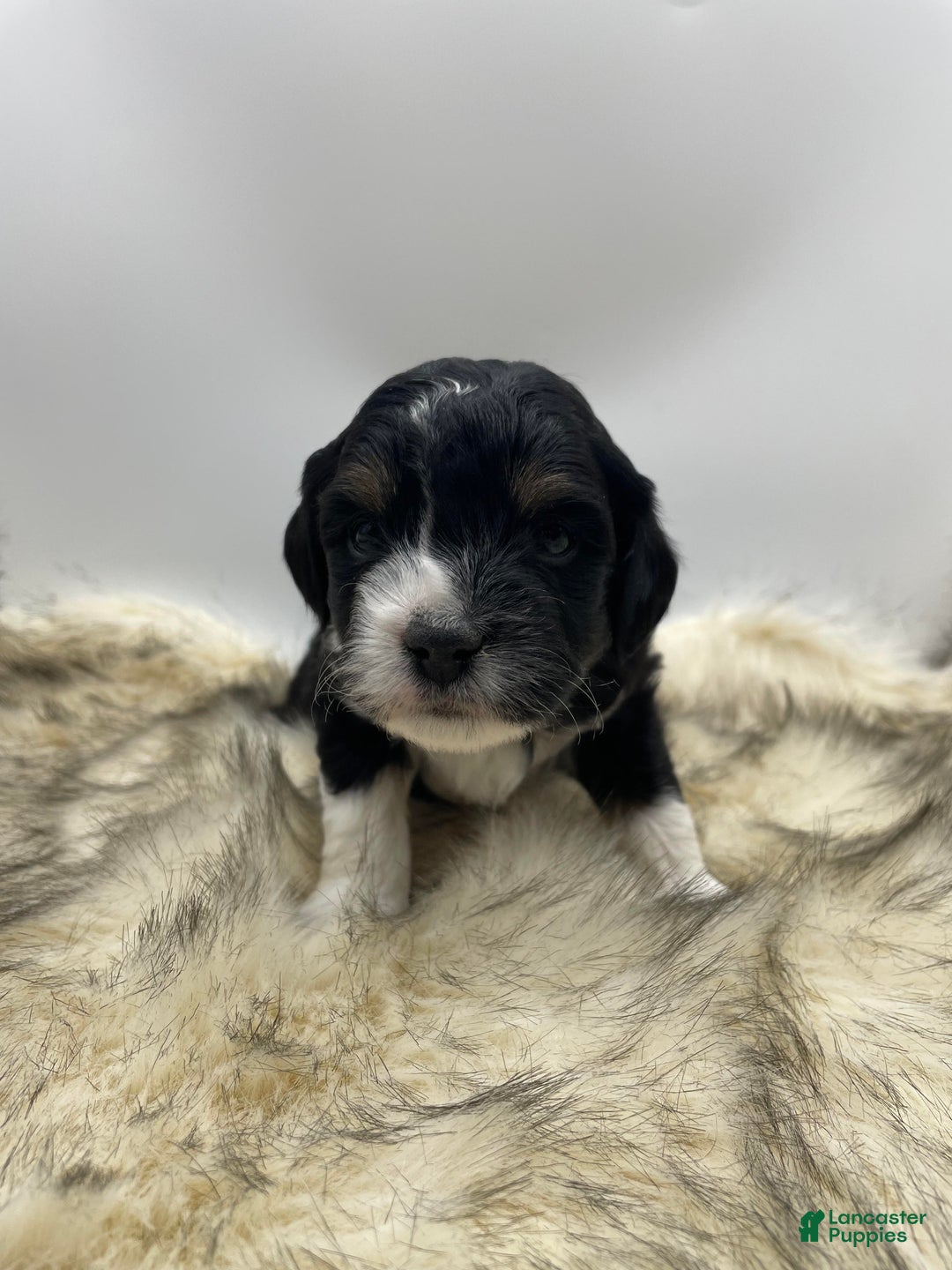 Mini Aussiedoodle dogs for sale: Mini Aussiedoodle "Fir" - Ad 1