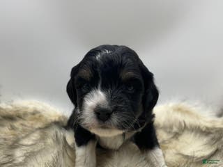 Mini Aussiedoodle dogs Mini Aussiedoodle "Fir" - Ad 4