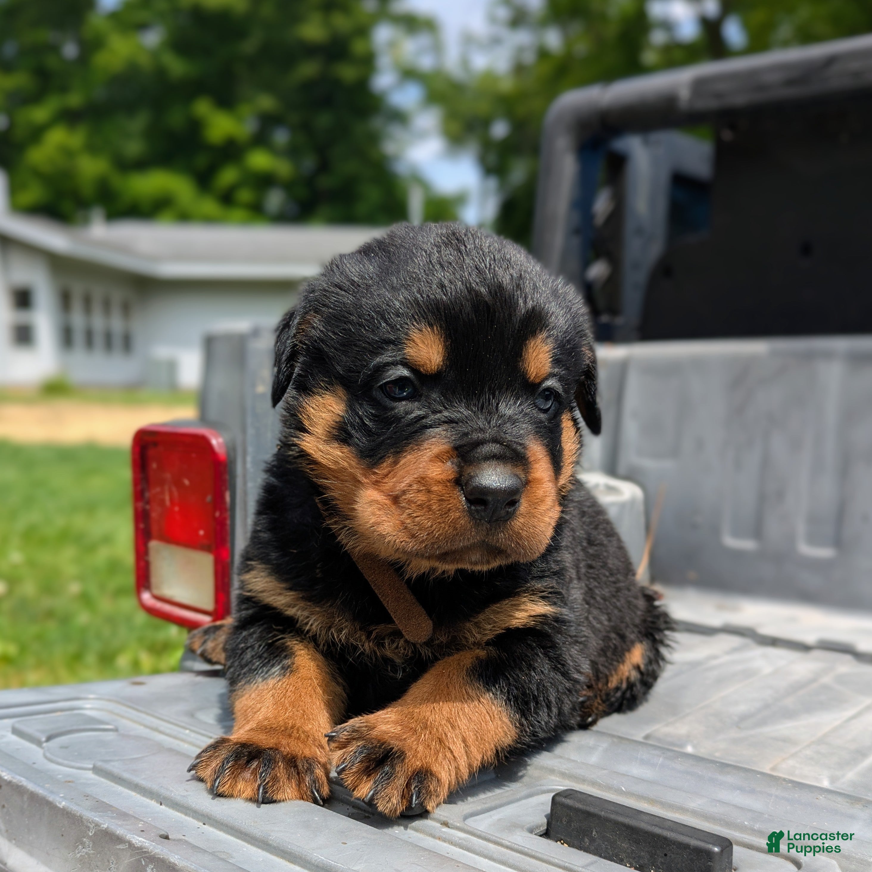 Rottweiler dogs Hemi - Ad 1
