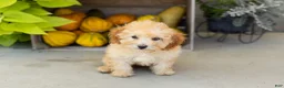 Miniature Poodle dogs for sale: Taby  - Ad 2
