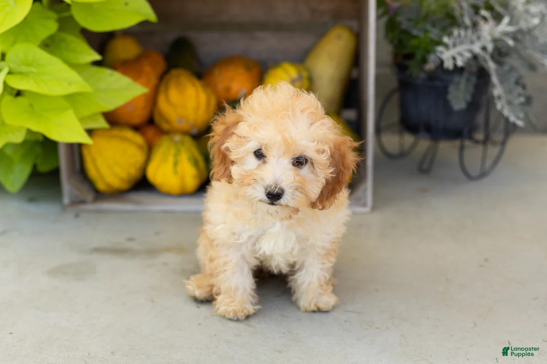 Miniature Poodle dogs for sale: Taby  - Ad 2