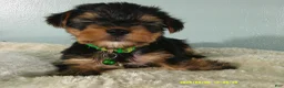 Yorkshire Terrier dogs for sale: Levi-Green - Ad 3