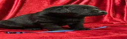Labrador Retriever dogs for sale: Black Boy - Ad 3