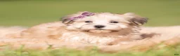 Morkie dogs for sale: Eloise F1 - Ad 3