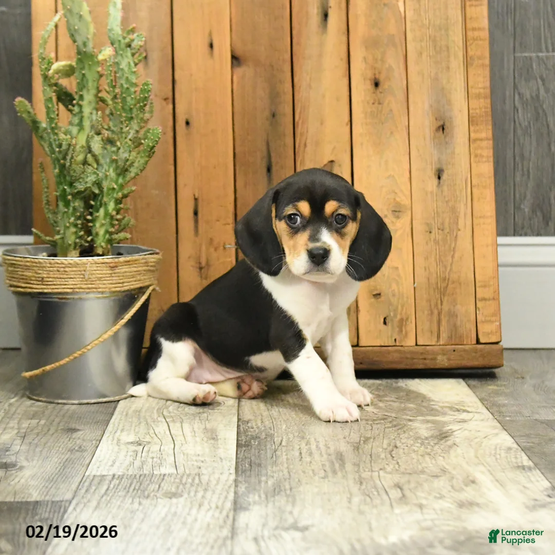 Beagle dogs for sale: Trixy - Ad 1