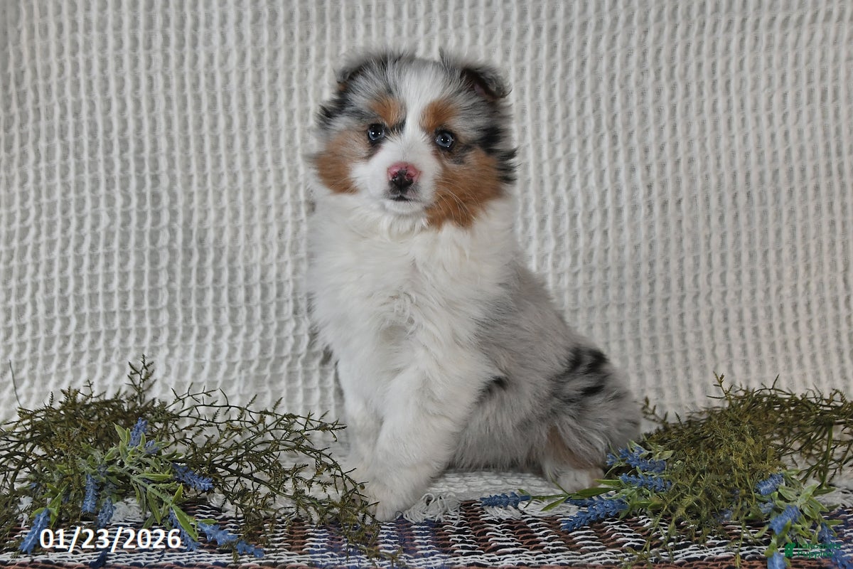 Miniature Australian Shepherd dogs for sale: Elsa - Ad 1