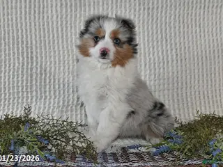 Miniature Australian Shepherd dogs Elsa - Ad 4