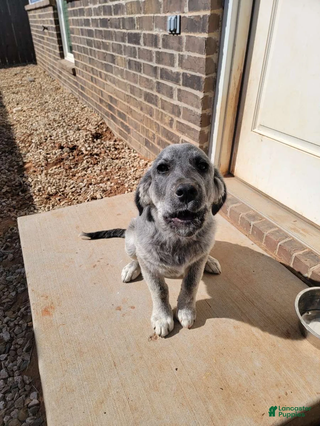 Mixed Breed dogs for sale: Mixed Breed Puppy 1 - Ad 3