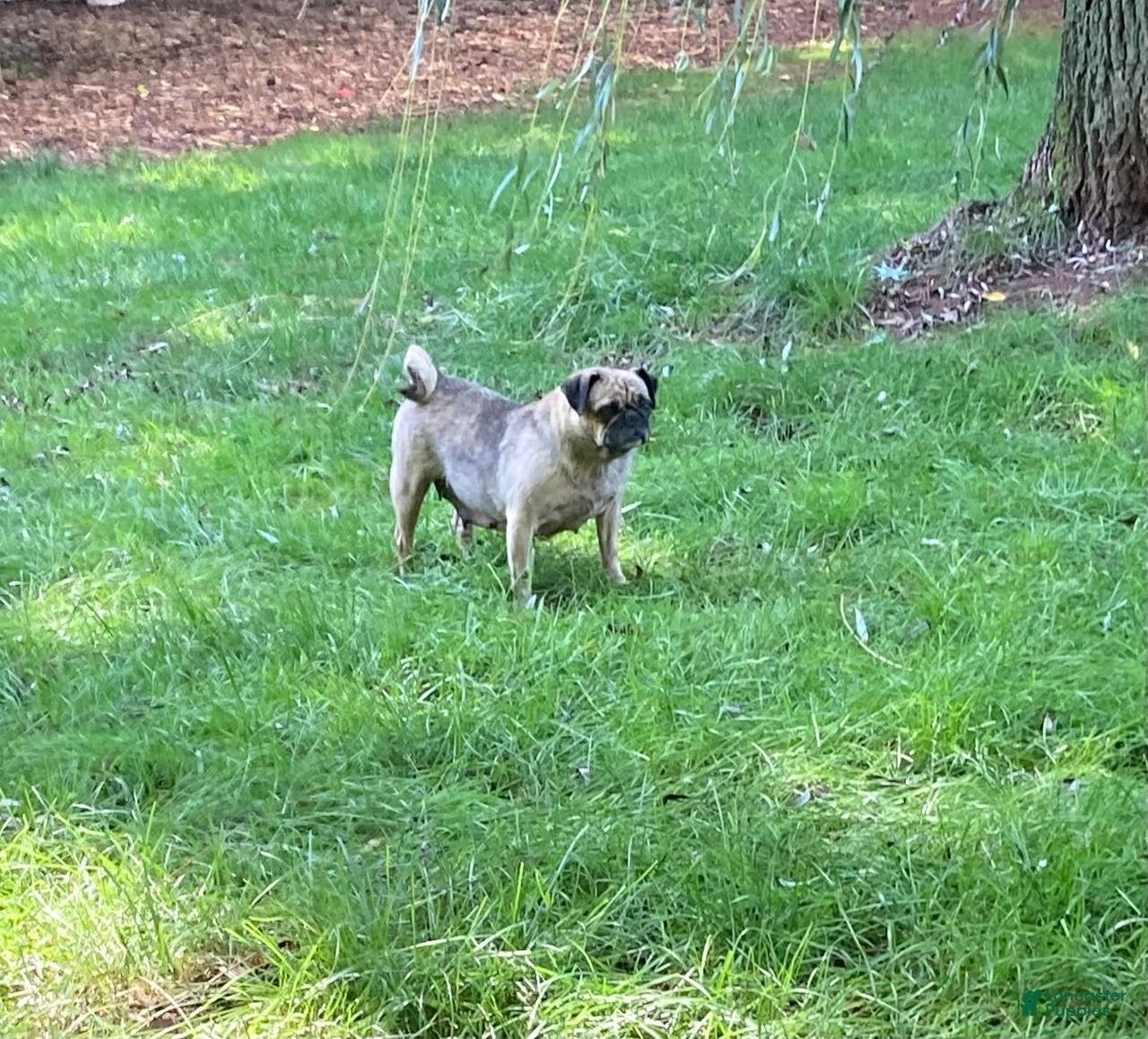 Pug dogs Pug 3 - Ad 2