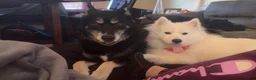 Mixed Breed dogs for sale: Bandit - Ad 6