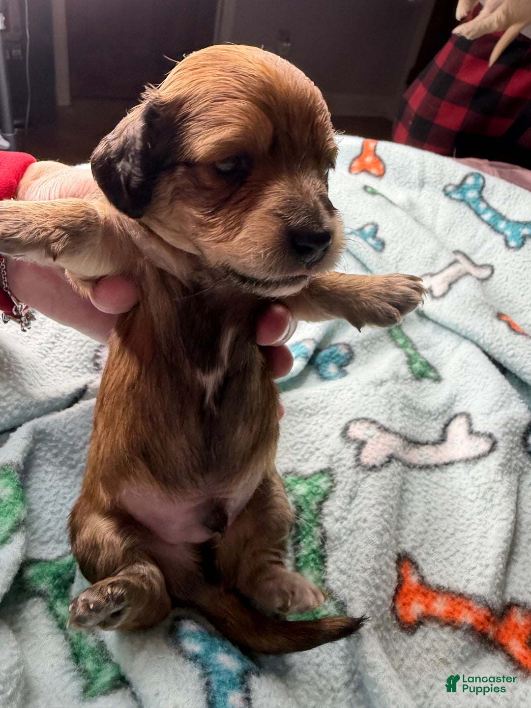 Miniature Dachshund dogs for sale: ee cream - Ad 13