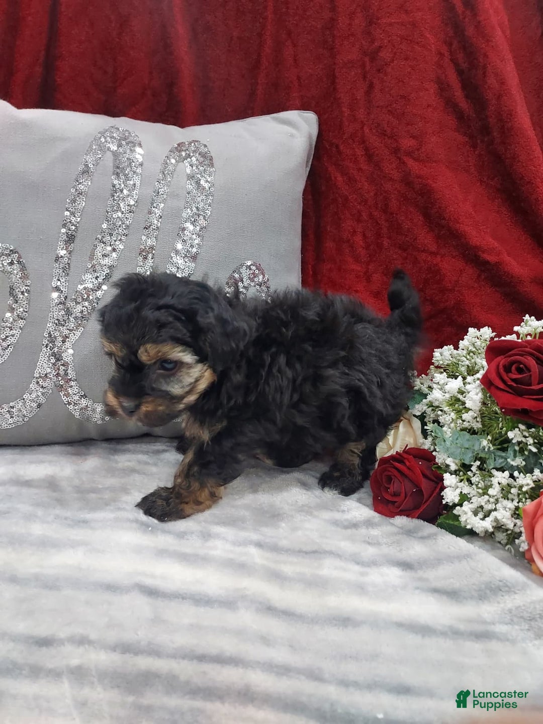 Mixed Breed dogs for sale: Rocky - Ad 6