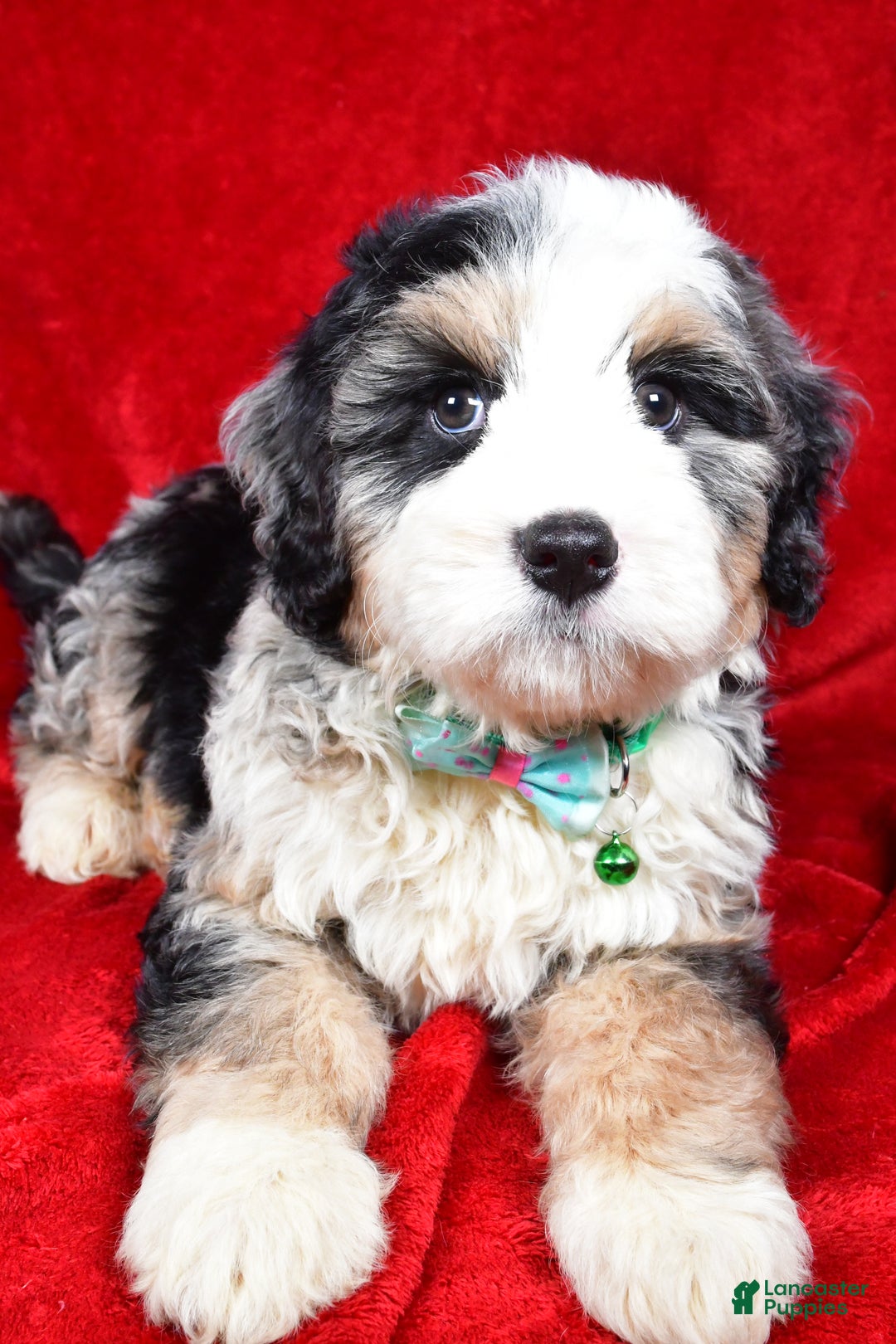 Mixed Breed dogs for sale: Chester - Ad 4