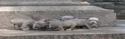American Bully dogs for sale: American Bully Puppy 2 - Ad 2