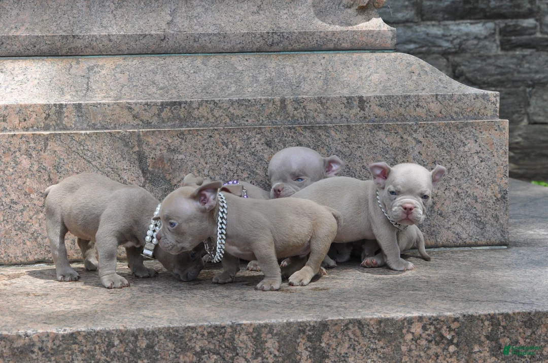 American Bully dogs for sale: American Bully Puppy 2 - Ad 2