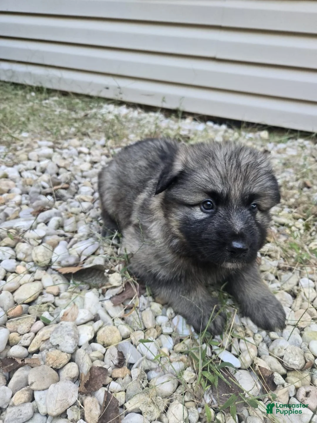German Shepherd dogs for sale: Zoro - Ad 2