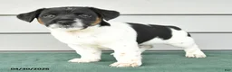 Jack Russell Terrier dogs for sale: Fergus - Ad 4