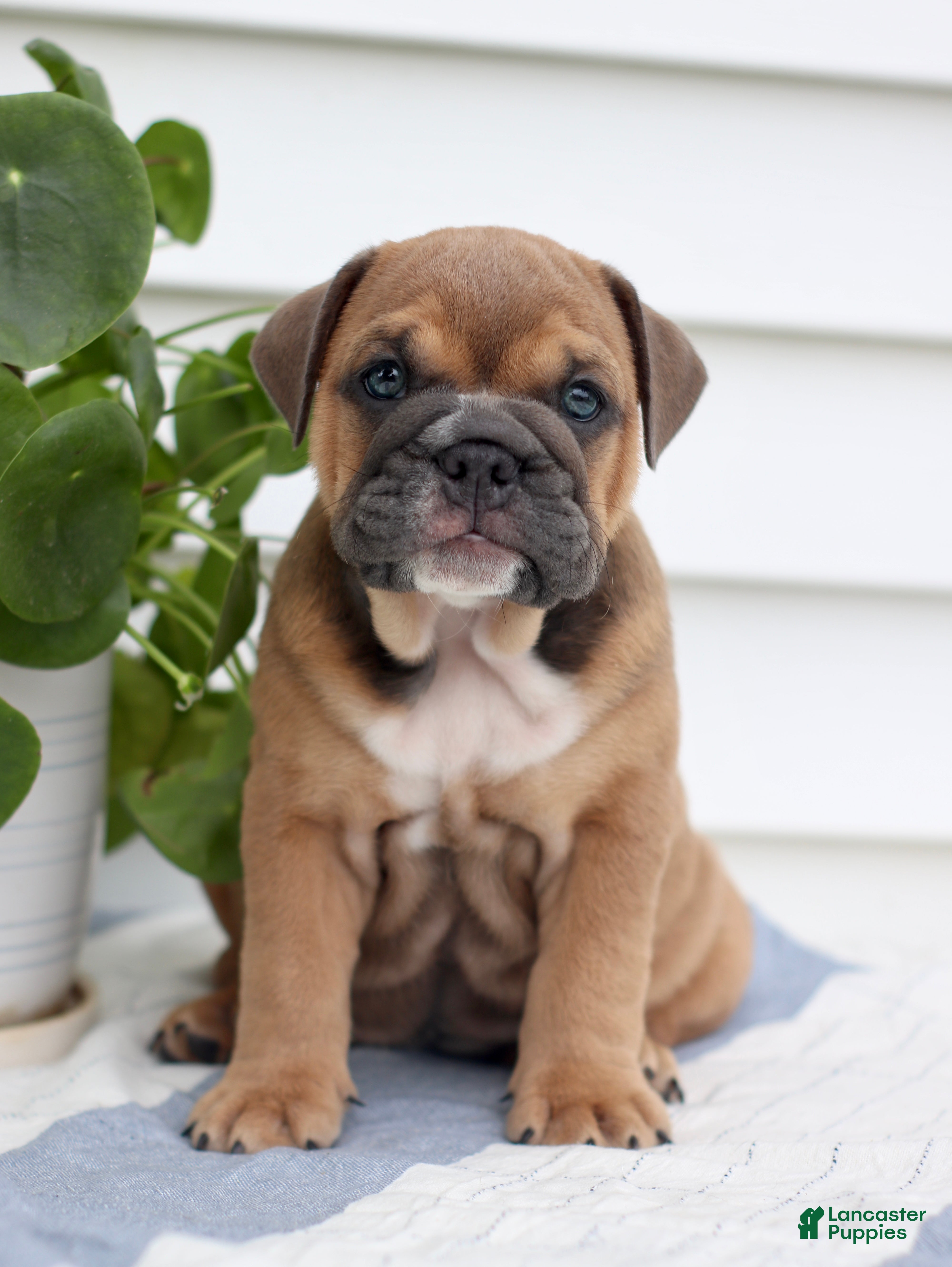 English Bulldog dogs Clara - Ad 1