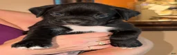 Boxer dogs for sale: Blue collar boy - Ad 1