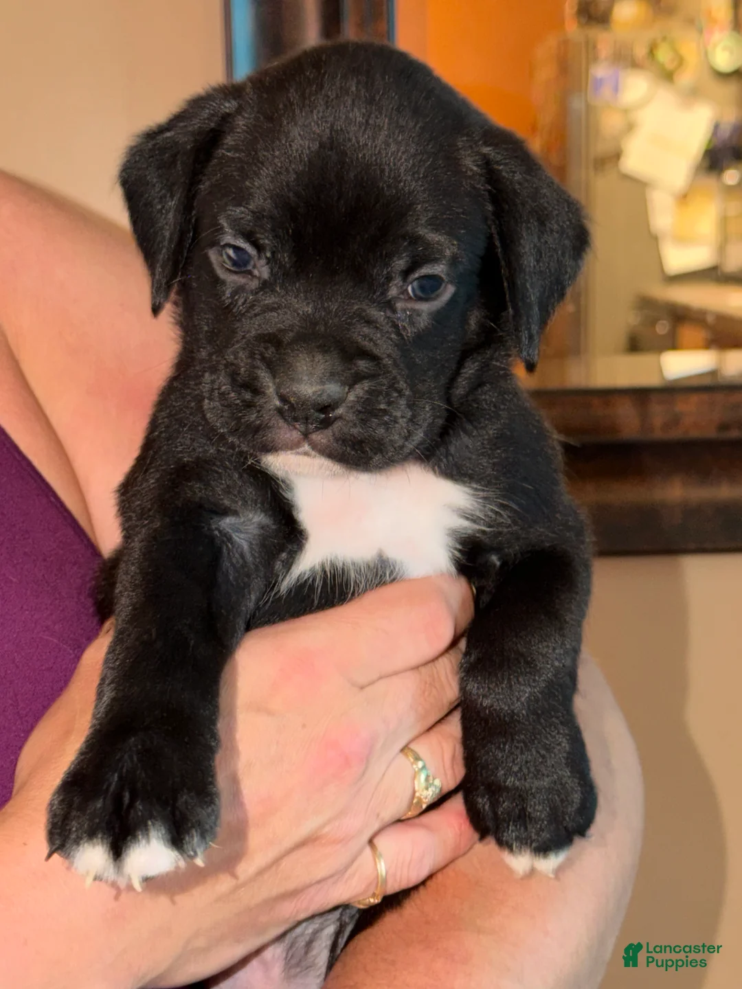 Boxer dogs for sale: Blue collar boy - Ad 1