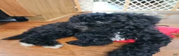 Havapoo dogs for sale: Charlie - Ad 7