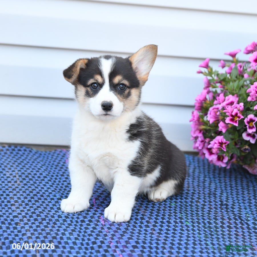 Welsh Corgi Pembroke dogs Jewel - Ad 2