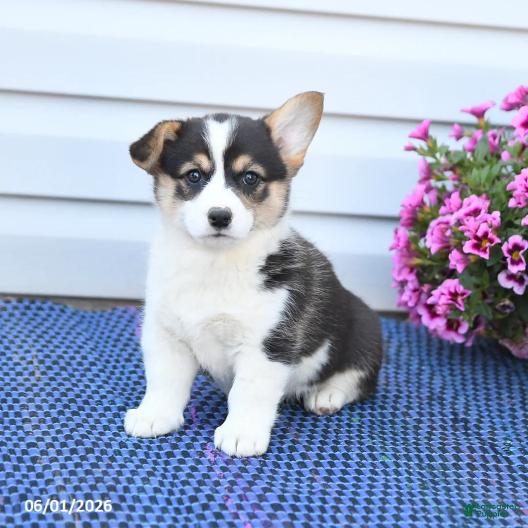 Welsh Corgi Pembroke dogs for sale: Jewel - Ad 2