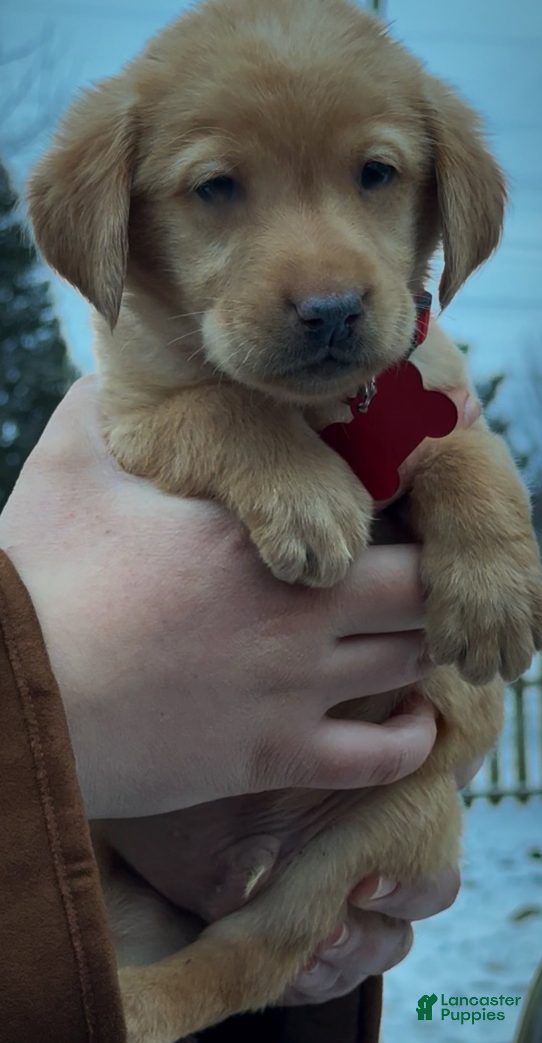 Labrador Retriever dogs for sale: Labrador Retriever Puppy 1 - Ad 8