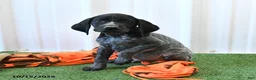 German Shorthaired Pointer dogs for sale: Lucky - Ad 3