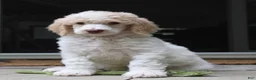 Standard Poodle dogs for sale: Pebble AKC Standard Poodle - Ad 15