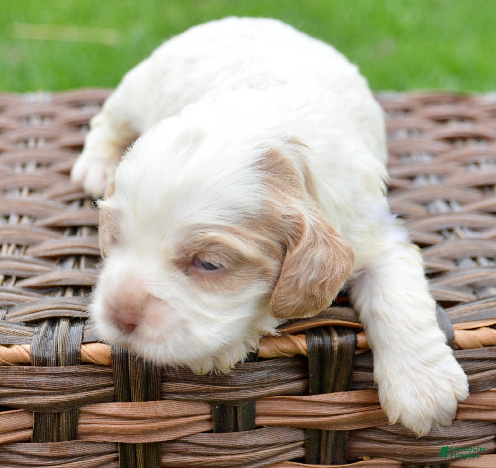 Cockapoo dogs Cockapoo Carla - Ad 39