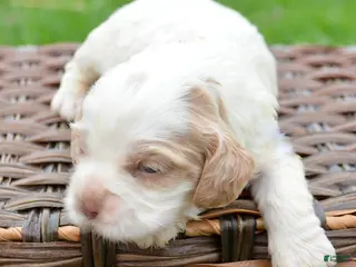 Cockapoo dogs Cockapoo Carla - Ad 39