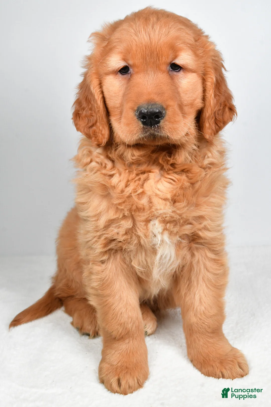 Golden Retriever dogs for sale: Archie - Ad 5