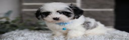Maltipoo dogs for sale: Sapphire - Ad 7