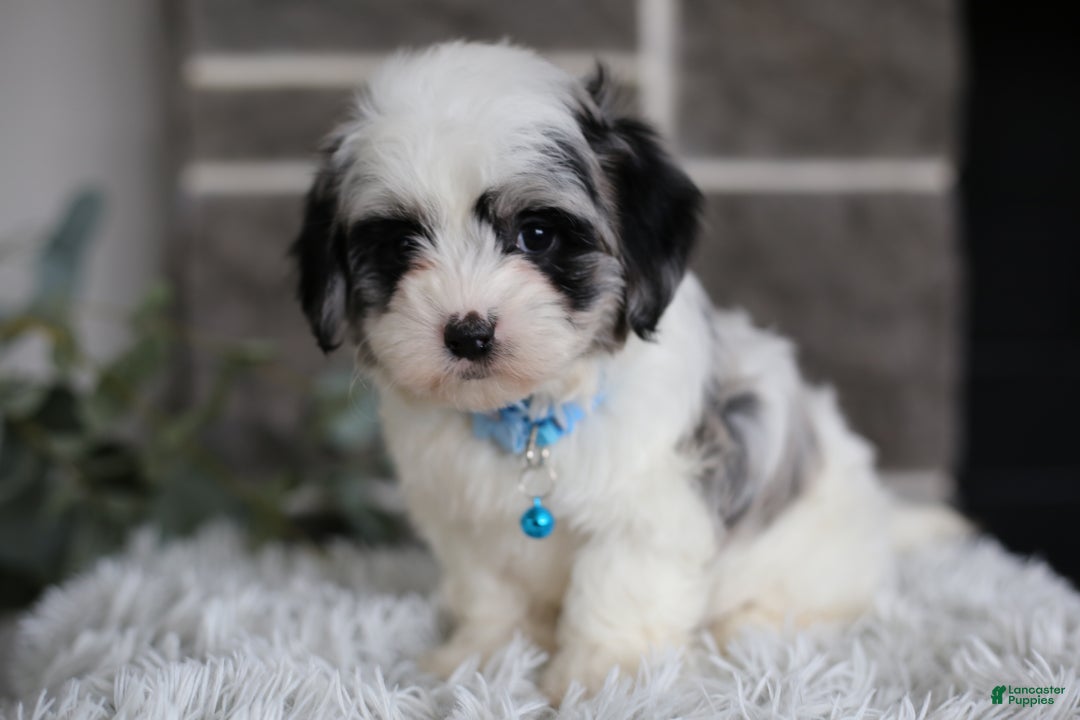Maltipoo dogs for sale: Sapphire - Ad 7