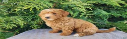 Mini Bernedoodle dogs for sale: Dallas - Ad 4