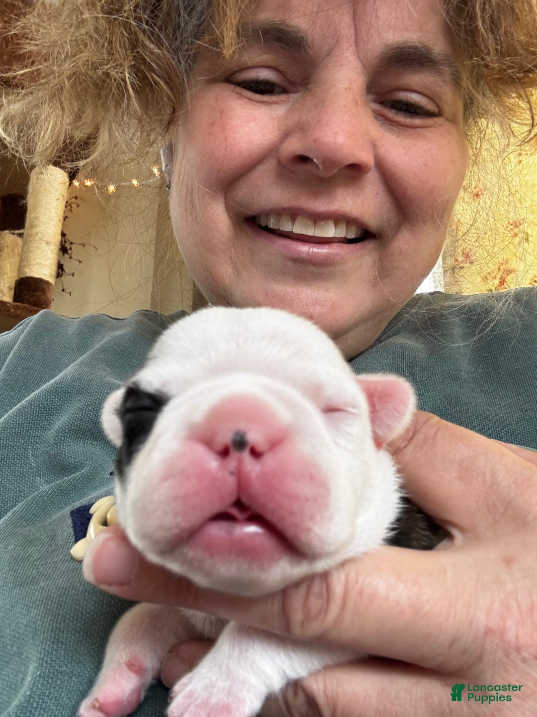 French Bulldog dogs for sale: French Bulldog Puppy 1 “Seamus” - Ad 12