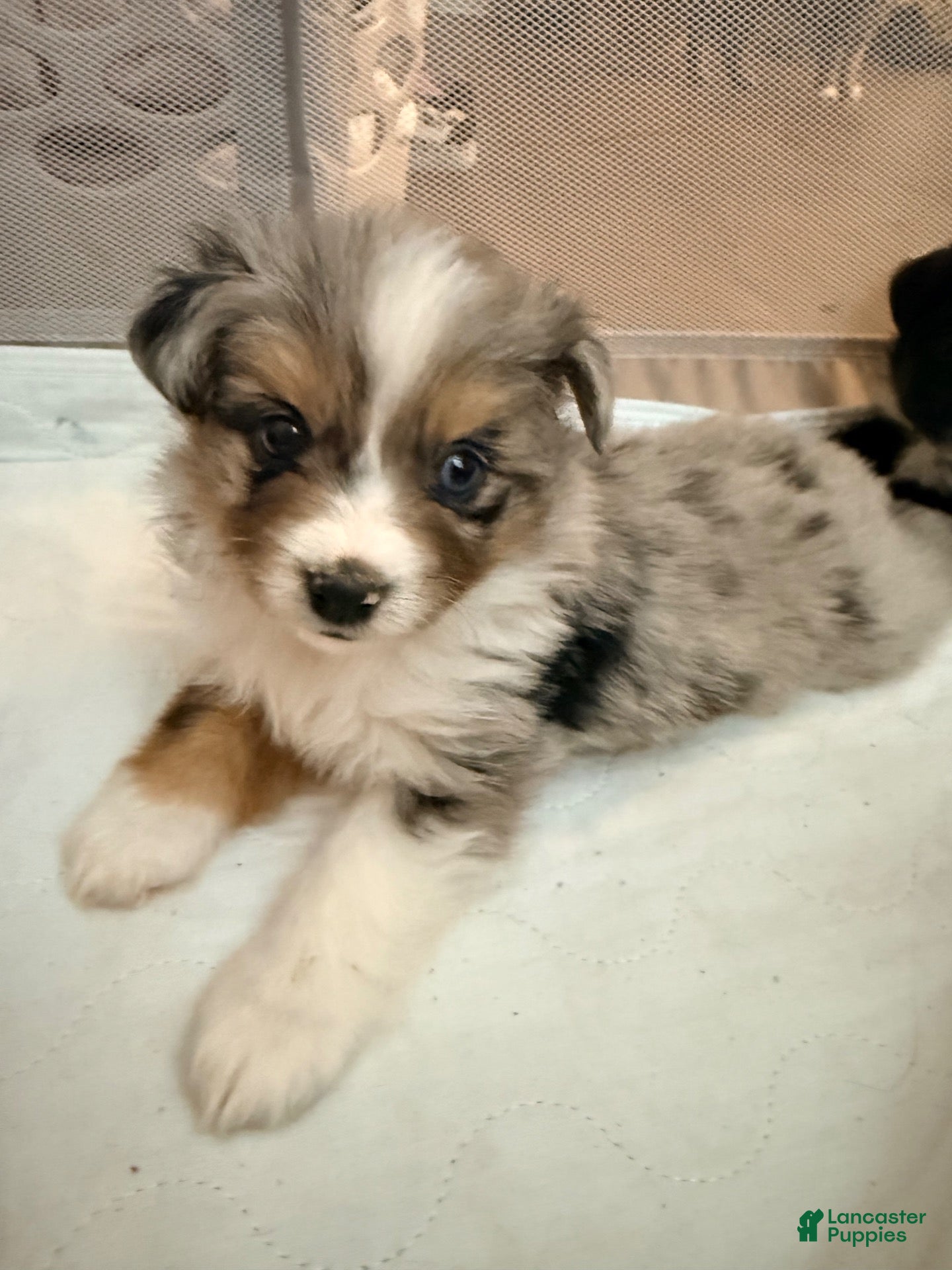 Miniature Australian Shepherd dogs Male #4 - Lucien  - Ad 12